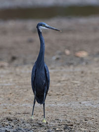 View of a bird on field