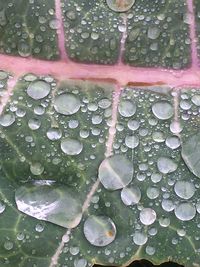 Close-up of water drops on leaves