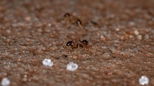 Close-up of ant on field
