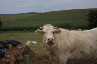 Portrait of a cow