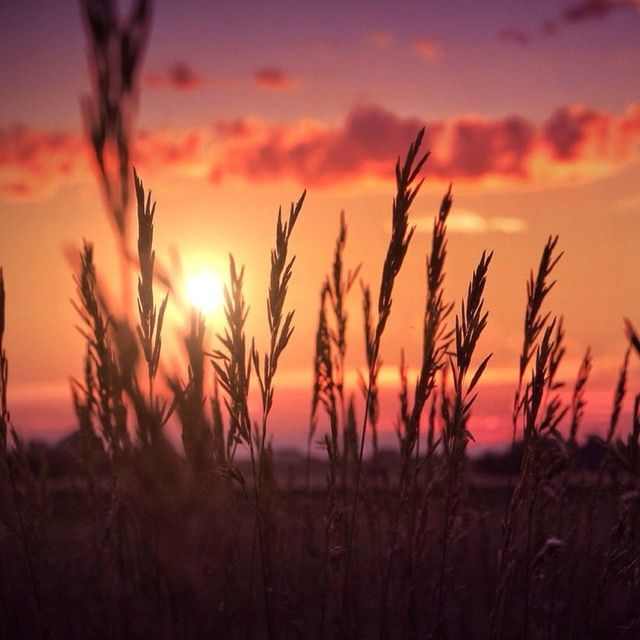 sunset, orange color, sun, sky, beauty in nature, tranquility, scenics, tranquil scene, nature, plant, silhouette, growth, idyllic, cloud - sky, dramatic sky, focus on foreground, field, landscape, outdoors, sunlight