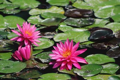 Close-up of lotus water lily in pond