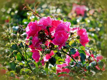 Close-up of pink flowers growing in garden