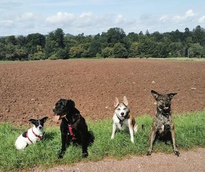 Dogs on field