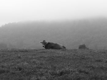 Bull on field against sky