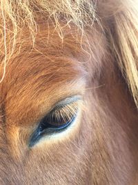 Close-up of horse eye