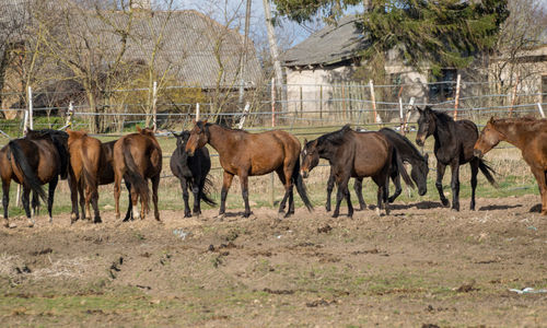 Herd of horses in spring, grazing on the first day