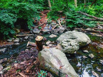 Trees in forest