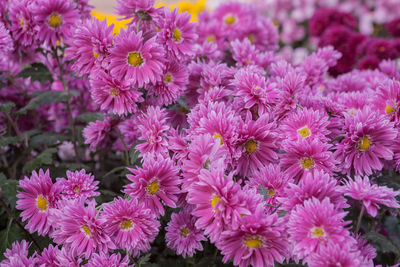 Close-up of purple flowers blooming outdoors