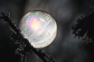 Close-up of multi colored umbrella on branch