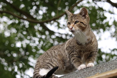 Low angle view of a cat looking away