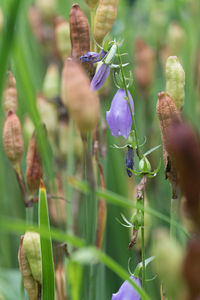 Close-up of purple flowering plant