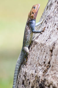 Close-up of lizard