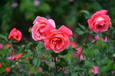 Close-up of pink rose