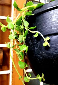 High angle view of potted plant