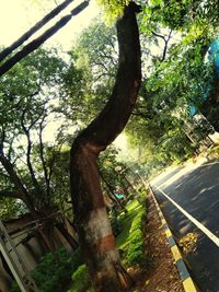 Trees by road in city