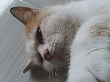 Close-up of cat sleeping