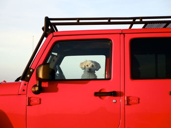 Dog in car