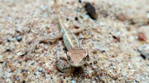 Close-up of crab on sand