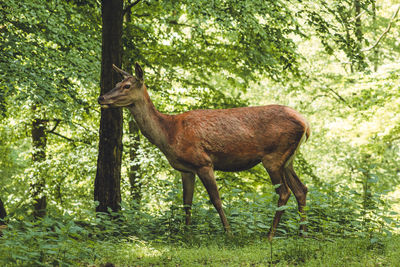 Deer in a forest