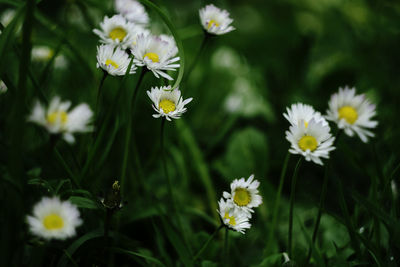 Close-up of white daisy flowers on field