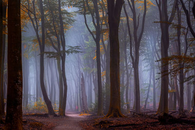 Trees in forest during autumn