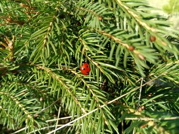 Close-up of ladybug on plant