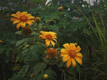 Close-up of yellow flowering plants