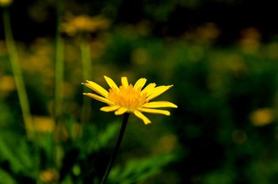 Close-up of yellow flower blooming outdoors