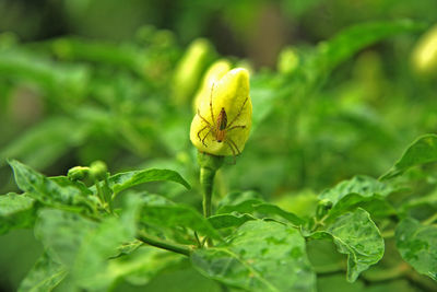 Close-up of little spider pollinating on yellow flower