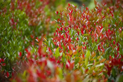 Close-up of red flowering plants on field