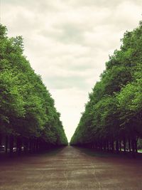 Footpath amidst trees against sky