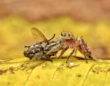 Close-up of spider with prey