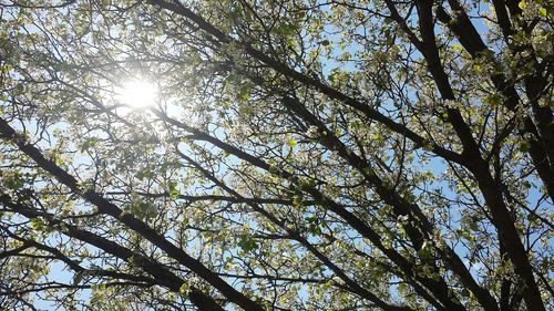 Sun shining through trees