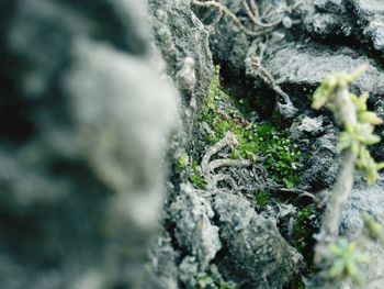 Close-up of moss on rock