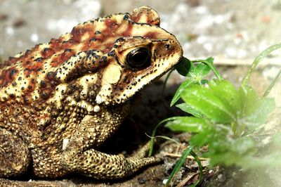 Close-up of frog on plant