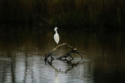 Bird perching on lake