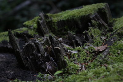 Close-up of moss on tree trunk