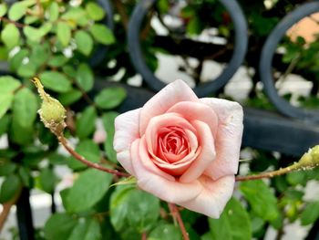 Close-up of rose blooming outdoors