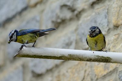 Low angle view of blue tits perching on pipe against wall