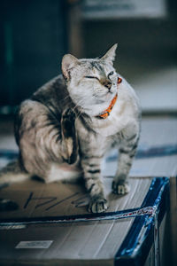 Cat sitting on table