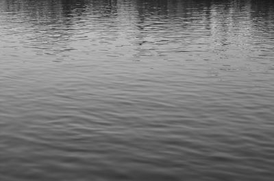 Bird in rippled water