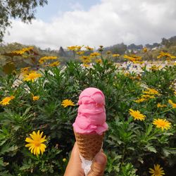 Midsection of person holding pink flowering plants