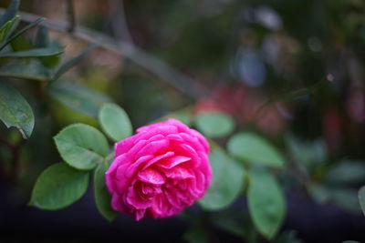 Close-up of pink rose