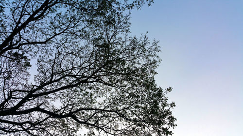 Low angle view of silhouette tree against sky