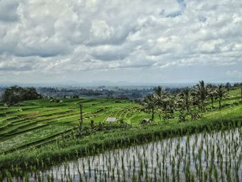 Scenic view of rice terraces against cloudy sky