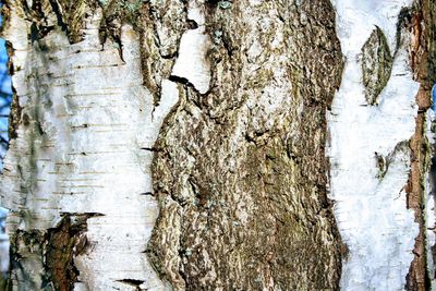 Full frame shot of tree trunk