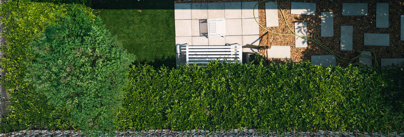 Ivy growing on building