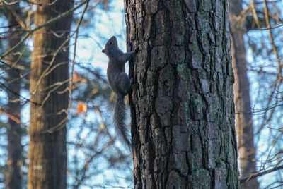 Low angle view of squirrel on tree trunk