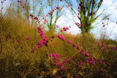 Close-up of pink flowering plants on field